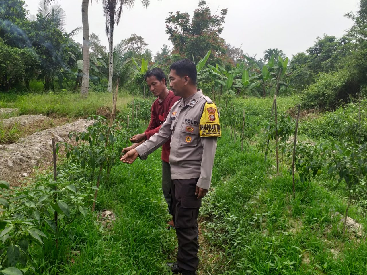 Polres Singkawang Melalui Bhabinkamtibmas Dorong Warga Jadikan Pekarangannya Sumber Pangan Bergizi