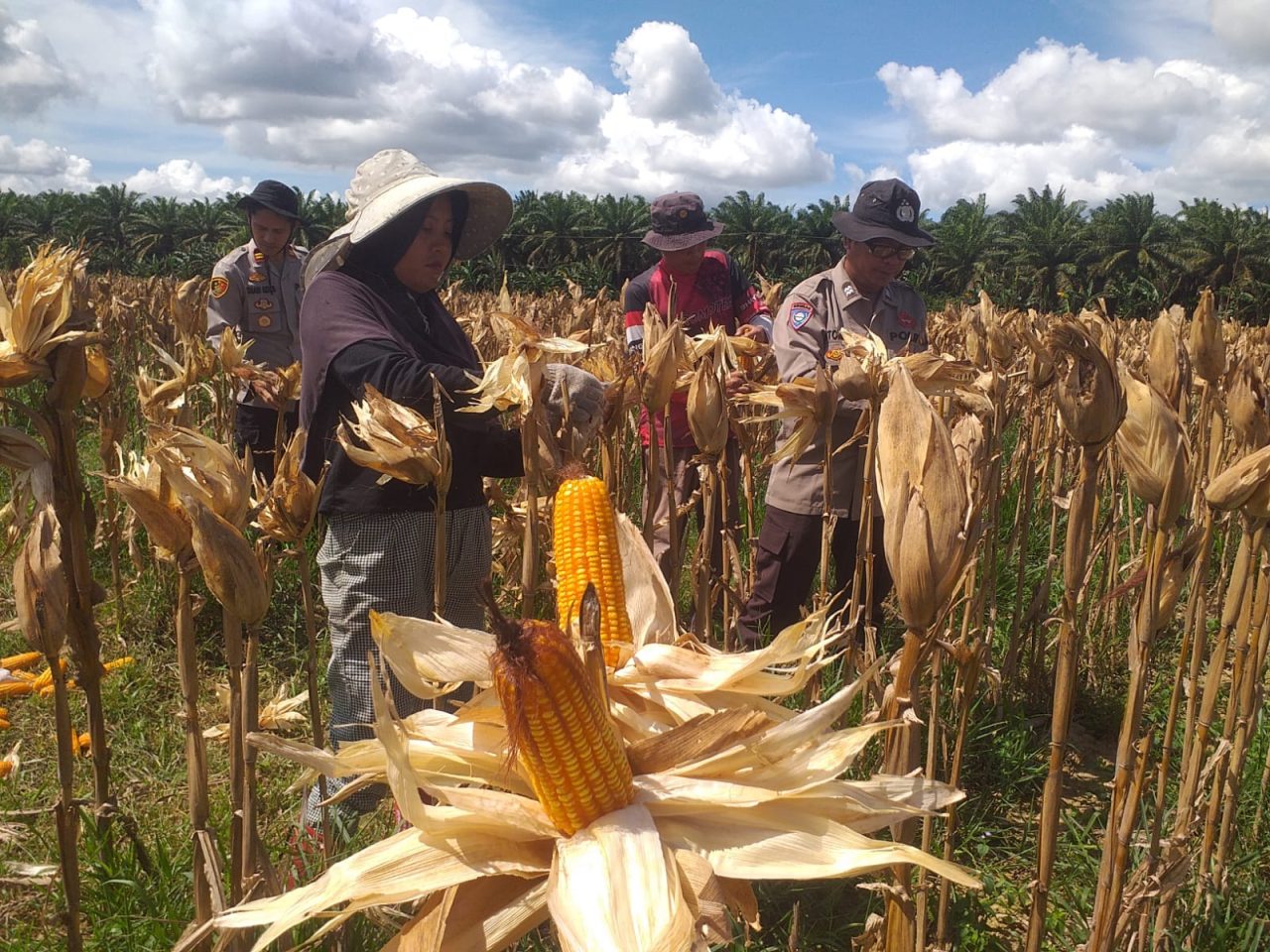 Polres Singkawang Dukung Swasembada Pangan melalui Pendampingan Panen Jagung di Sagatani