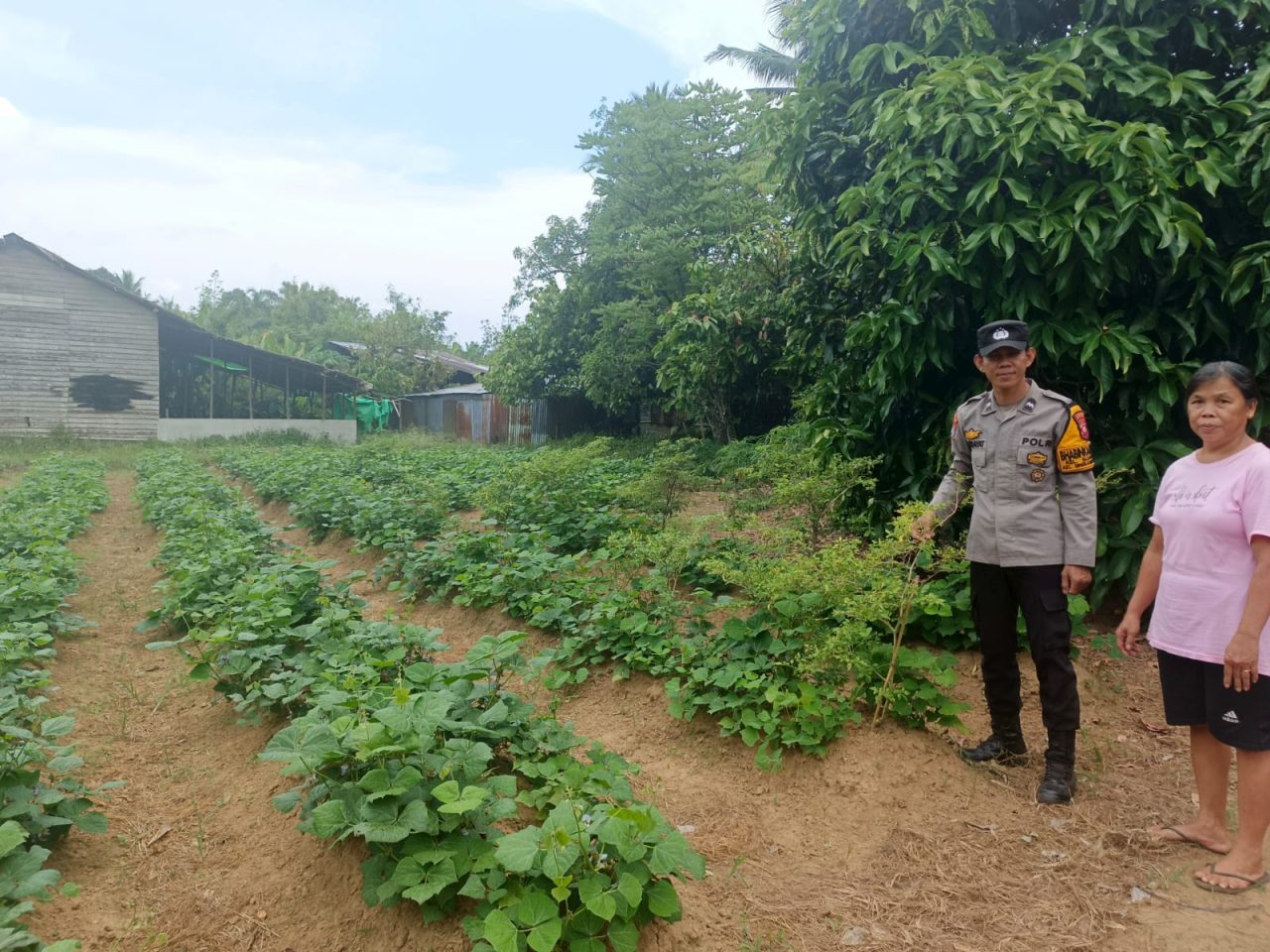 Polisi Bersama Masyarakat, Bhabinkamtibmas Sijangkung Dukung Petani Sayur Wujudkan Ketahanan Pangan