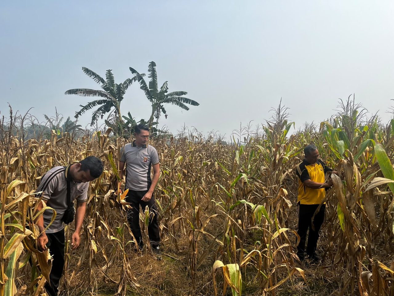 Polsek Singkawang Timur Cek Lahan Jagung, Dukung Petani dan Ketahanan Pangan Nasional