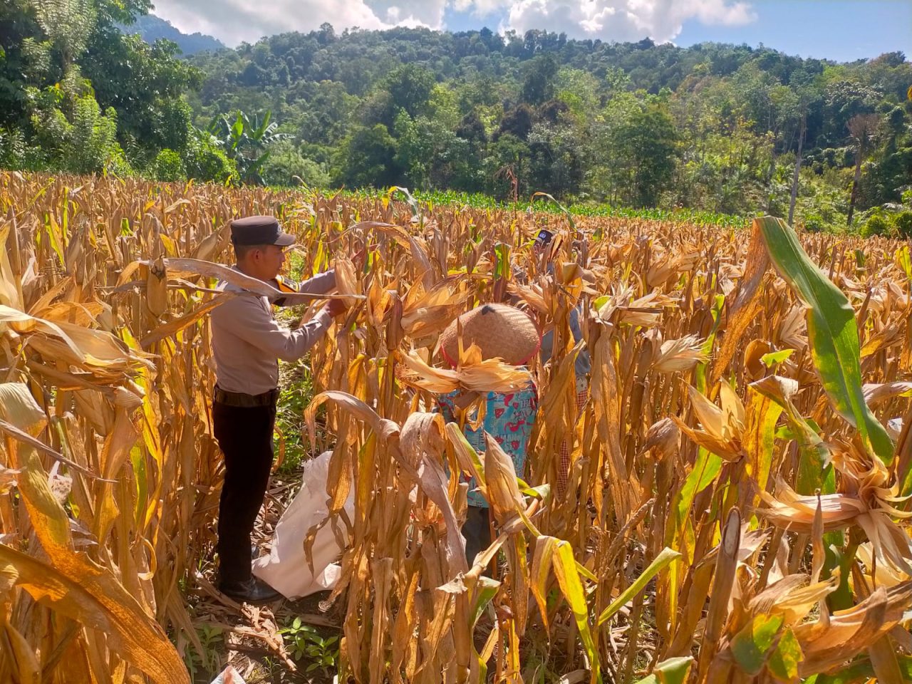 Polres Singkawang Dampingi Panen Jagung di Sagatani untuk Dukung Swasembada Pangan 2026