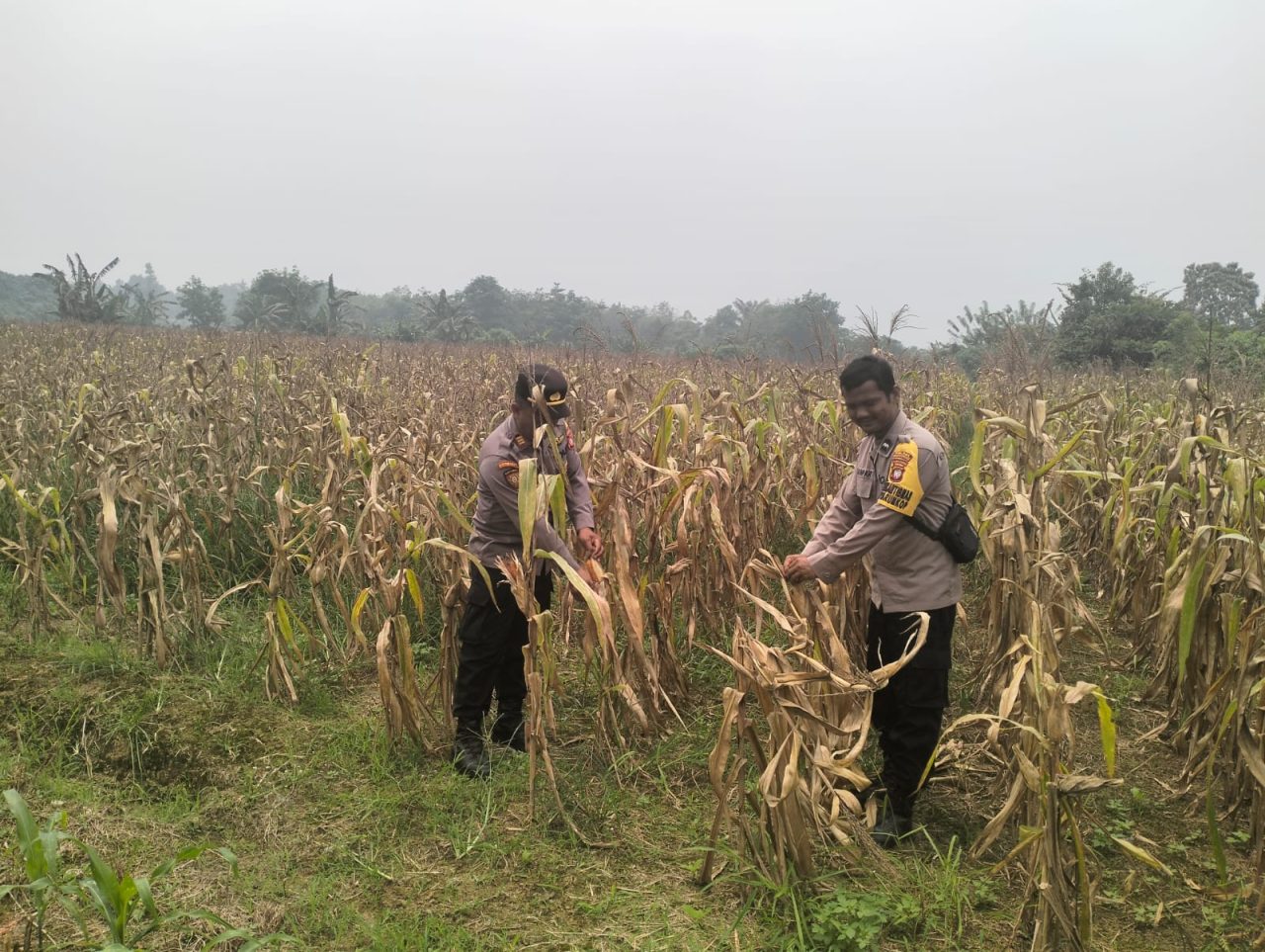 Dalam mendukung program ketahanan pangan,Polsek Singkawang Timur cek Lahan di Nyarumkop