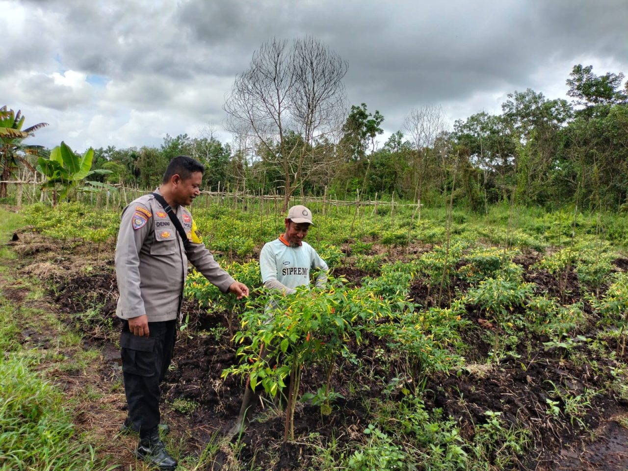 Bhabinkamtibmas Polsek Singkawang Utara Sambangi Petani Cabai, Wujudkan Kedekatan Polri dengan Warga
