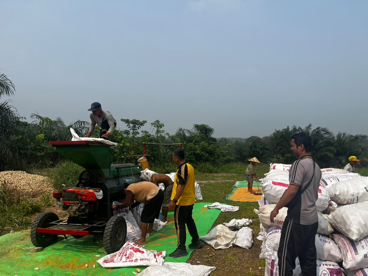 Bhabinkamtibmas Hadir Dukung Petani, Semangat Panen Jagung untuk Ketahanan Pangan Nasional